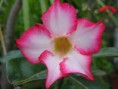 /album/galerie-photos/a20040910-ile-maurice-fleurs-de-mamie-0-1-rose-du-desert-jpg/